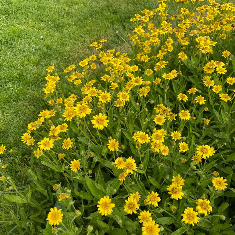 Arnica chamissonis - Arnica américaine (Port)