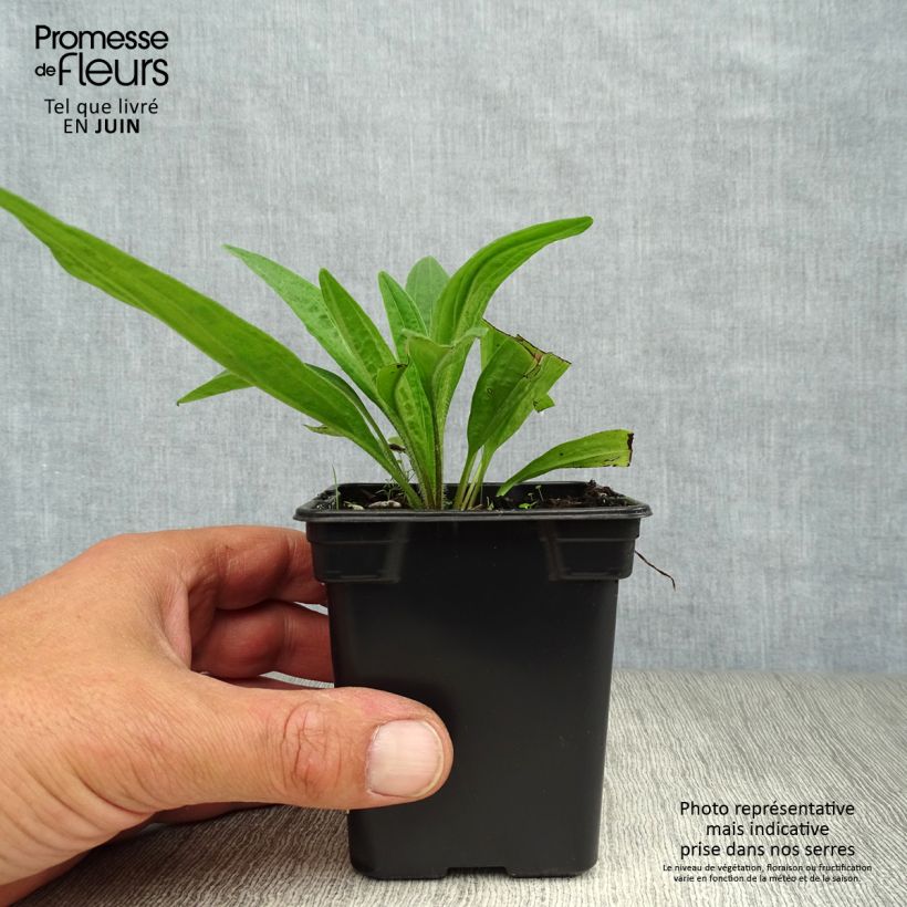 Spécimen de Arnica montana BIO - Plantain des Alpes Godet de 7/8 cm tel que livré en été