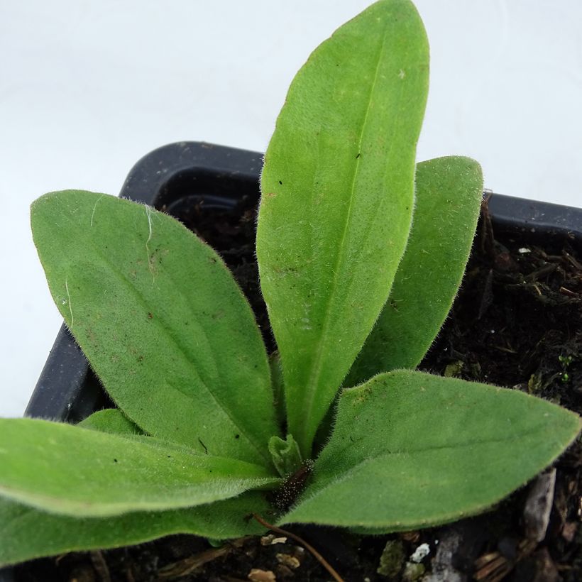 Arnica montana - Plantain des Alpes (Feuillage)