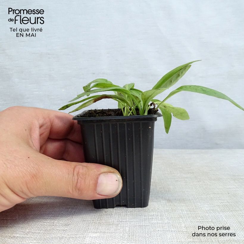 Spécimen de Arnica montana - Plantain des Alpes Godet de 8 cm tel que livré au printemps