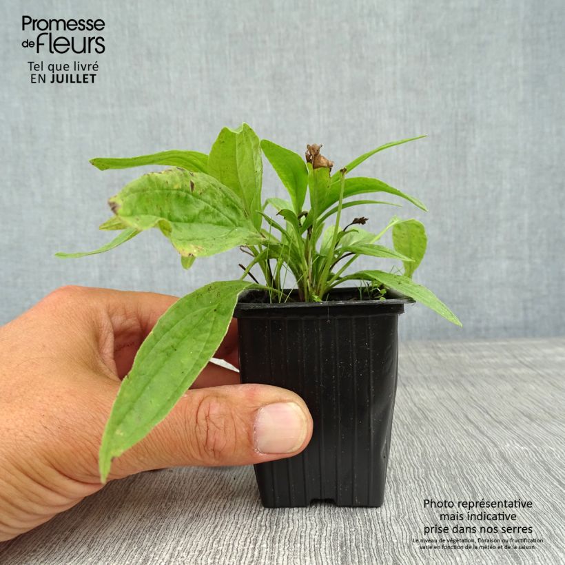 Spécimen de Arnica montana - Plantain des Alpes Godet de 8/9 cm tel que livré en été