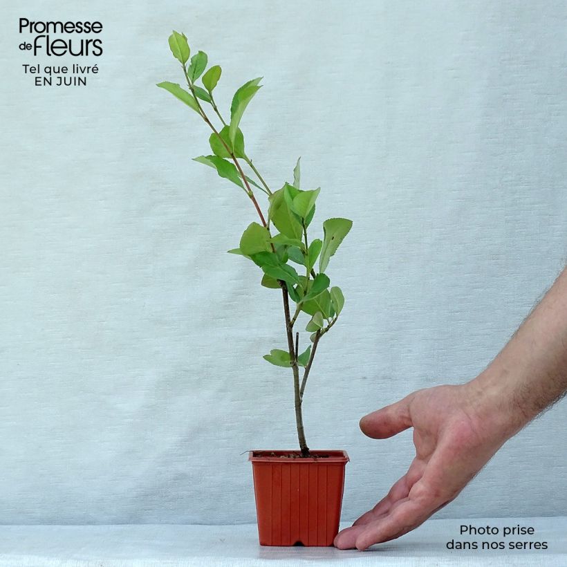Spécimen de Aronia arbutifolia Brilliant Godet de 8/9 cm tel que livré en été