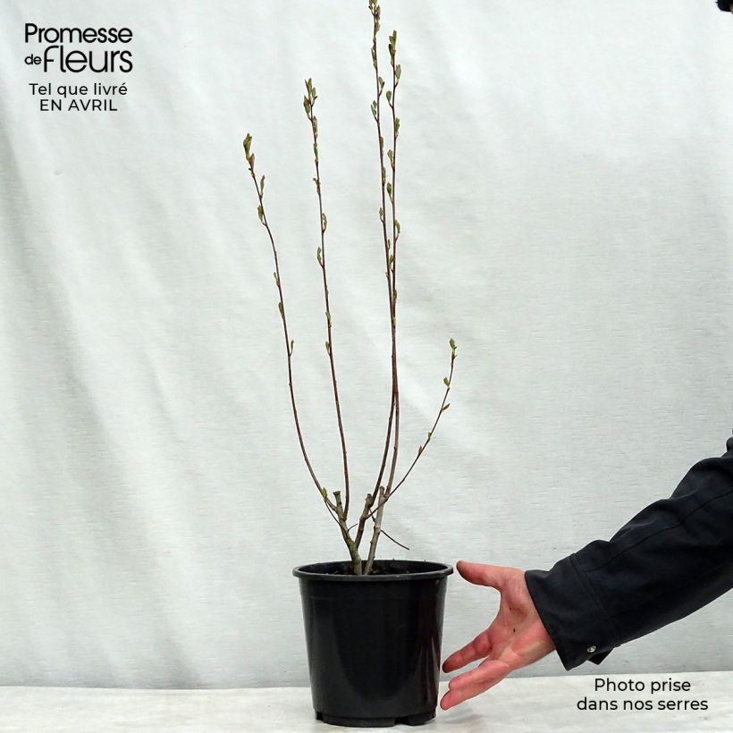 Spécimen de Aronia arbutifolia Brilliant tel que livré au printemps