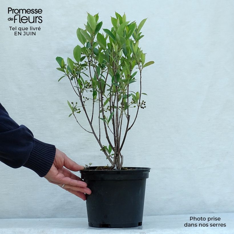 Spécimen de Aronia arbutifolia Brilliant Pot de 2L/3L tel que livré en été