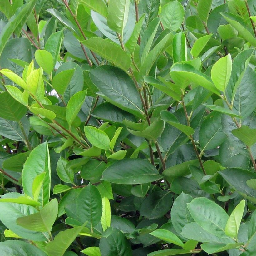 Aronia melanocarpa - Aronie à fruits noirs (Feuillage)