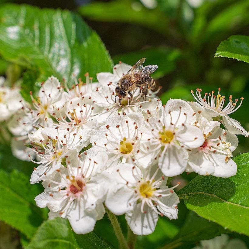 Aronia melanocarpa - Aronie à fruits noirs (Floraison)