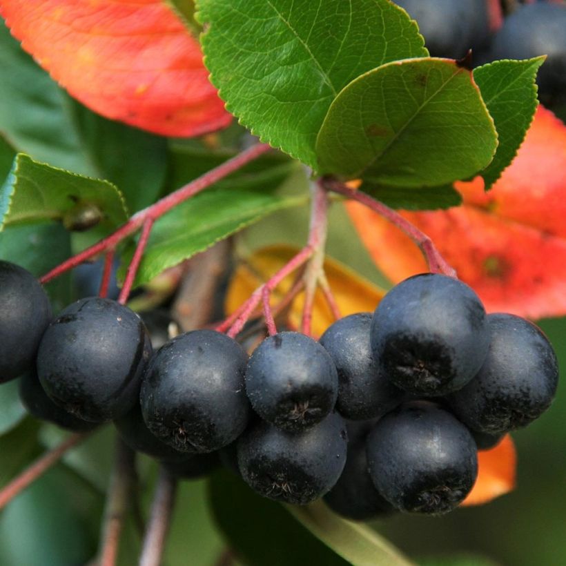 Aronia melanocarpa - Aronie à fruits noirs (Récolte)
