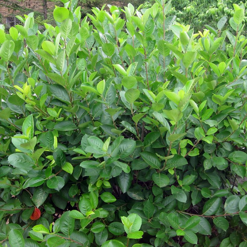 Aronia melanocarpa - Aronie à fruits noirs (Port)