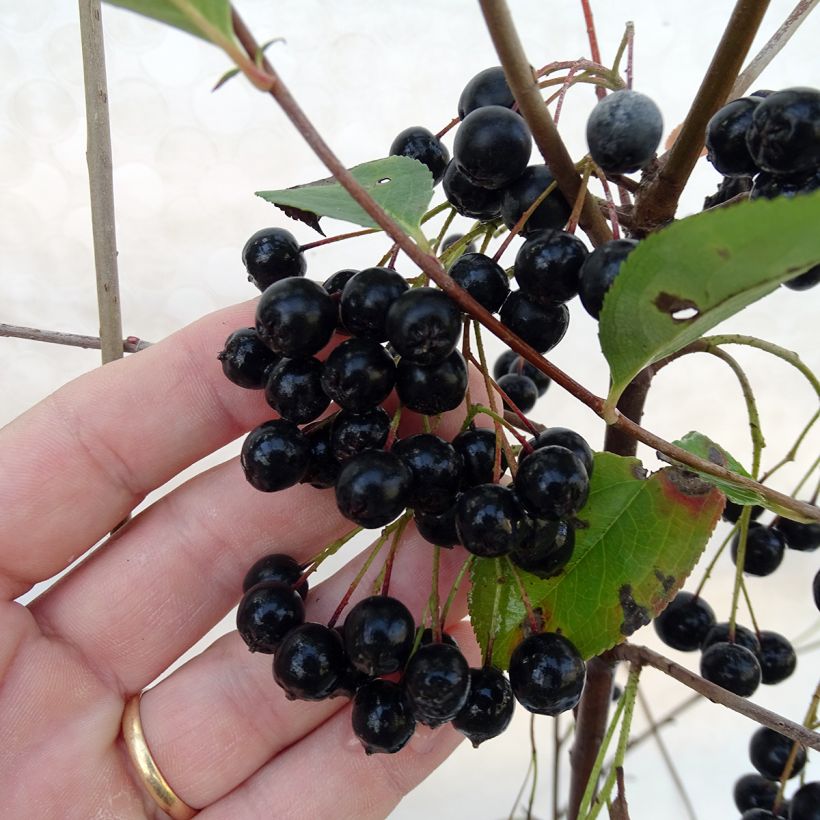 Aronia melanocarpa Autumn Magic (Récolte)