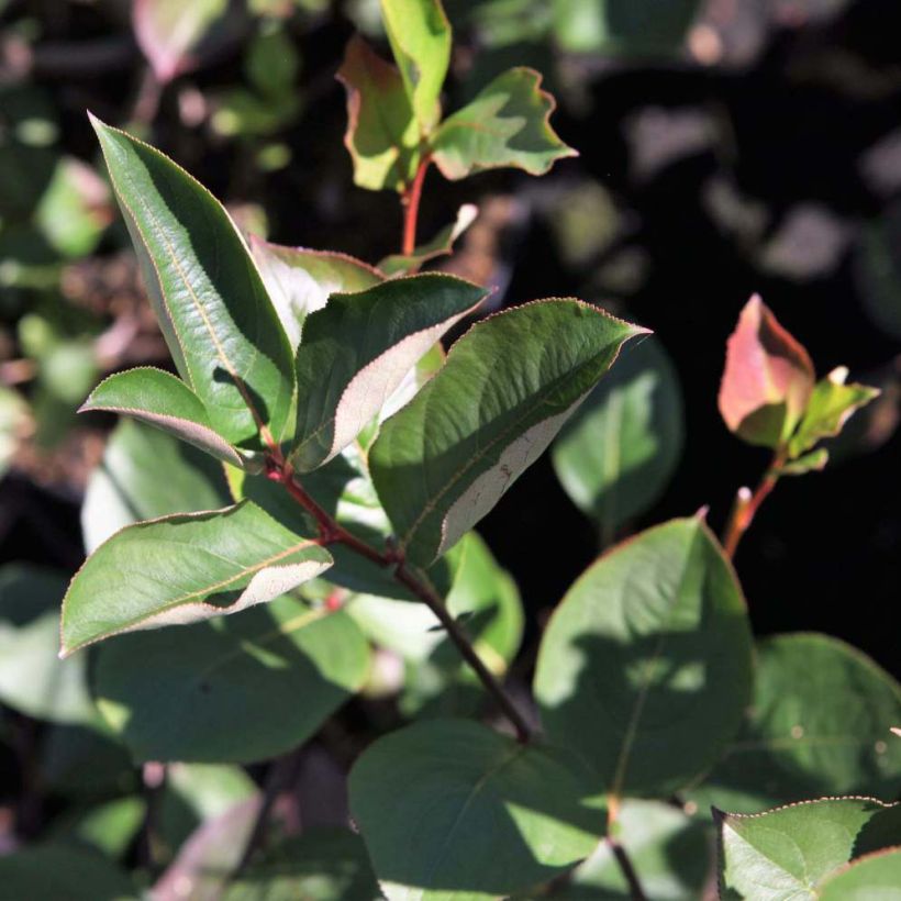 Aronia melanocarpa Autumn Magic (Feuillage)