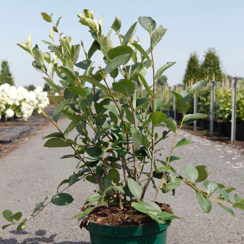 Aronia melanocarpa Autumn Magic (Port)