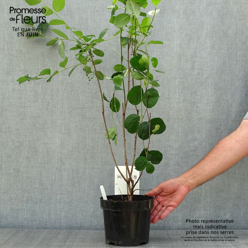 Spécimen de Aronia melanocarpa Autumn Magic Pot de 2L/3L tel que livré en été