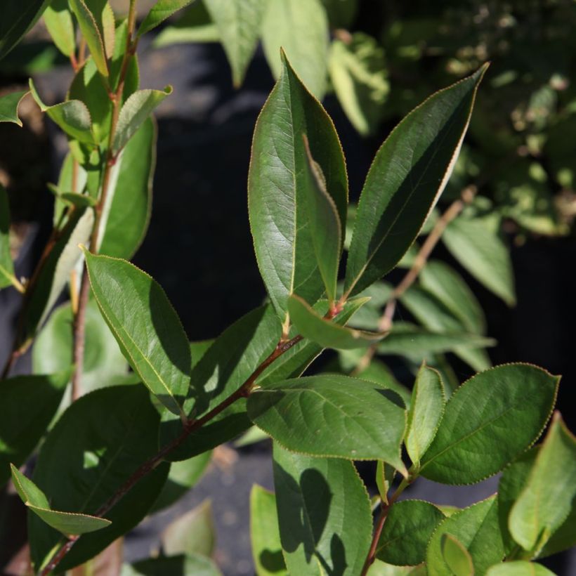 Aronia melanocarpa Hugin - Aronie à fruits noirs (Feuillage)