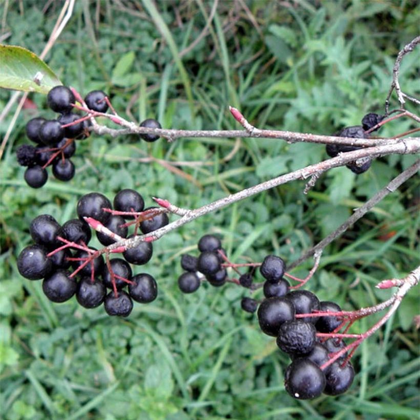 Aronia melanocarpa Professor Ed - Aronie à fruits noirs (Récolte)