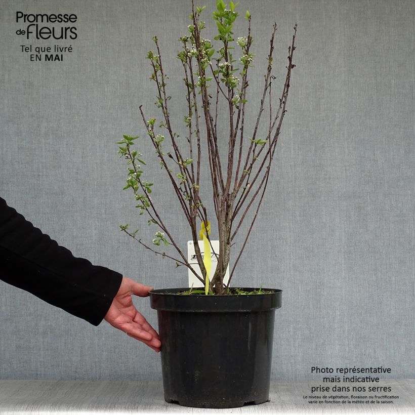 Spécimen de Aronia melanocarpa Professor Ed - Aronie à fruits noirs Pot de 7,5L/10LHauteur livrée env. 60/70cm tel que livré au printemps