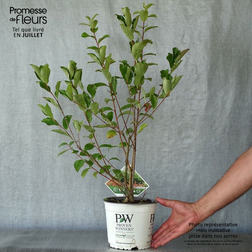 Spécimen de Aronia melanocarpa Revontuli Hedger - Aronie à fruits noirs Pot de 3L/4L tel que livré en été