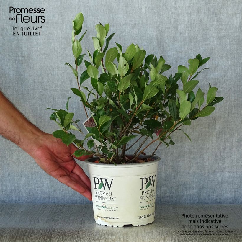 Spécimen de Aronia melanocarpa Revontuli Mound - Aronie à fruits noirs Pot de 3L/4L tel que livré en été