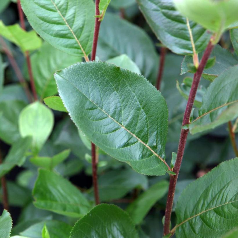 Aronia prunifolia Aron (Feuillage)