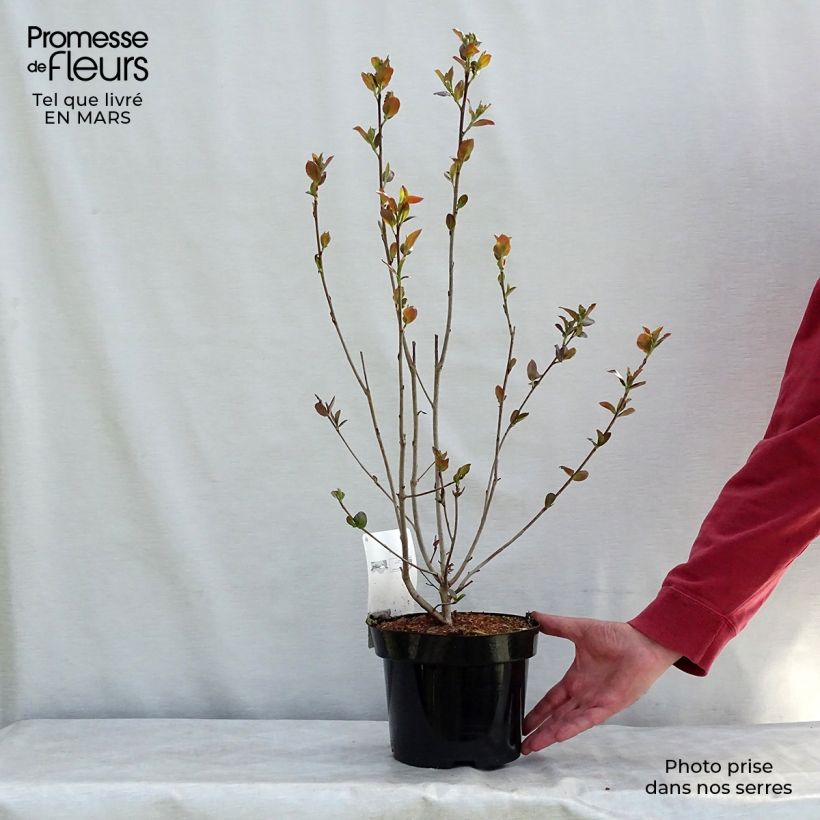 Spécimen de Aronia prunifolia Aron - Aronie en pot de 2L/3L tel que livré au printemps