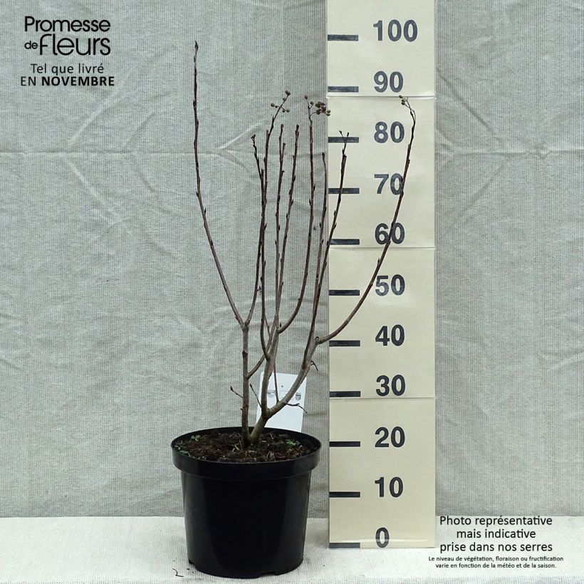Spécimen de Aronia prunifolia Aron Pot de 7,5L/10L tel que livré en automne
