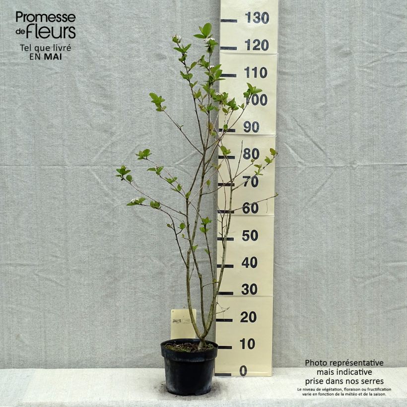 Spécimen de Aronia prunifolia Aron tel que livré au printemps