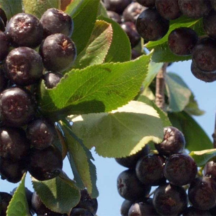 Aronia prunifolia Nero - Aronie à gros fruits. (Feuillage)