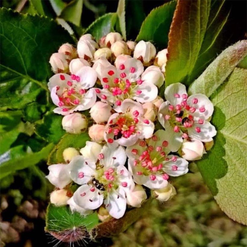 Aronia prunifolia Nero - Aronie à gros fruits. (Floraison)