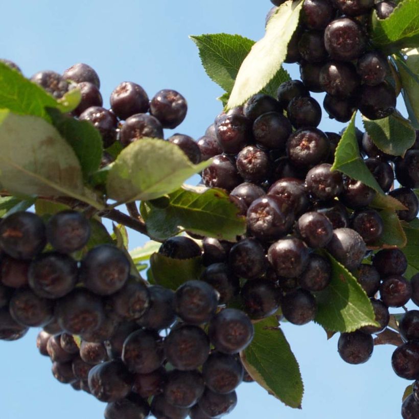 Aronia prunifolia Nero - Aronie à gros fruits. (Récolte)