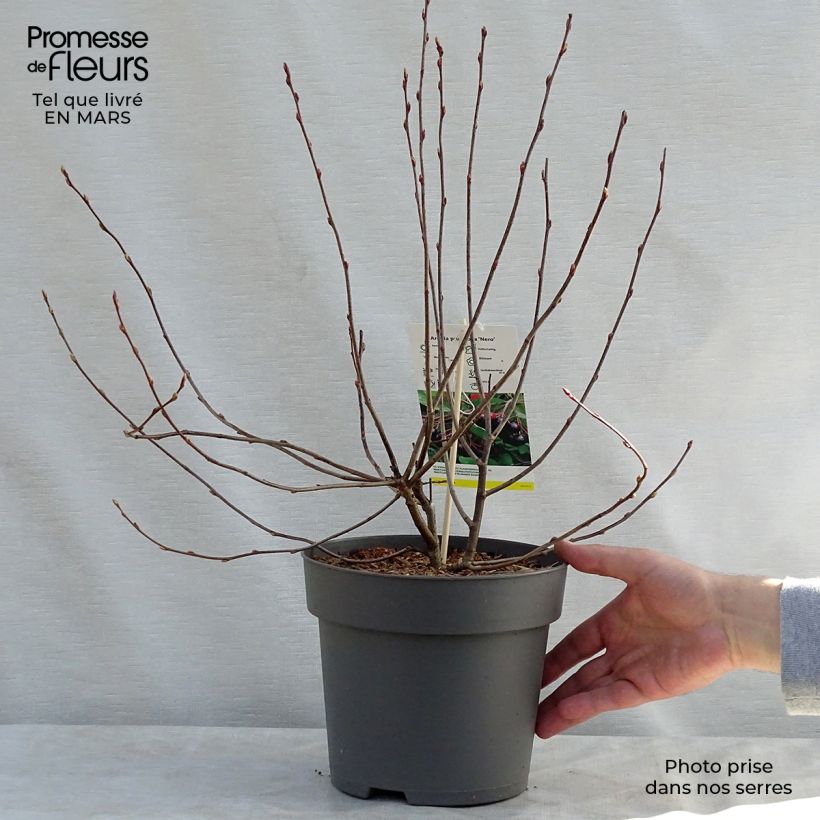 Spécimen de Aronia prunifolia Nero - Aronie à gros fruits. tel que livré au printemps