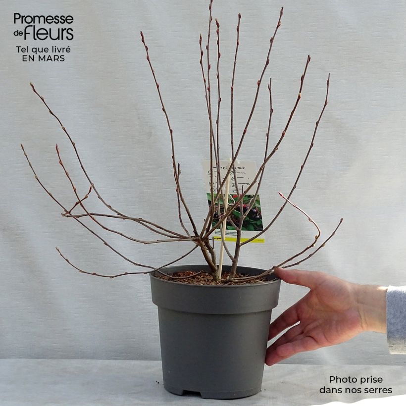 Spécimen de Aronia prunifolia Nero - Aronie à gros fruits. Pot de 1.5L/2L tel que livré au printemps