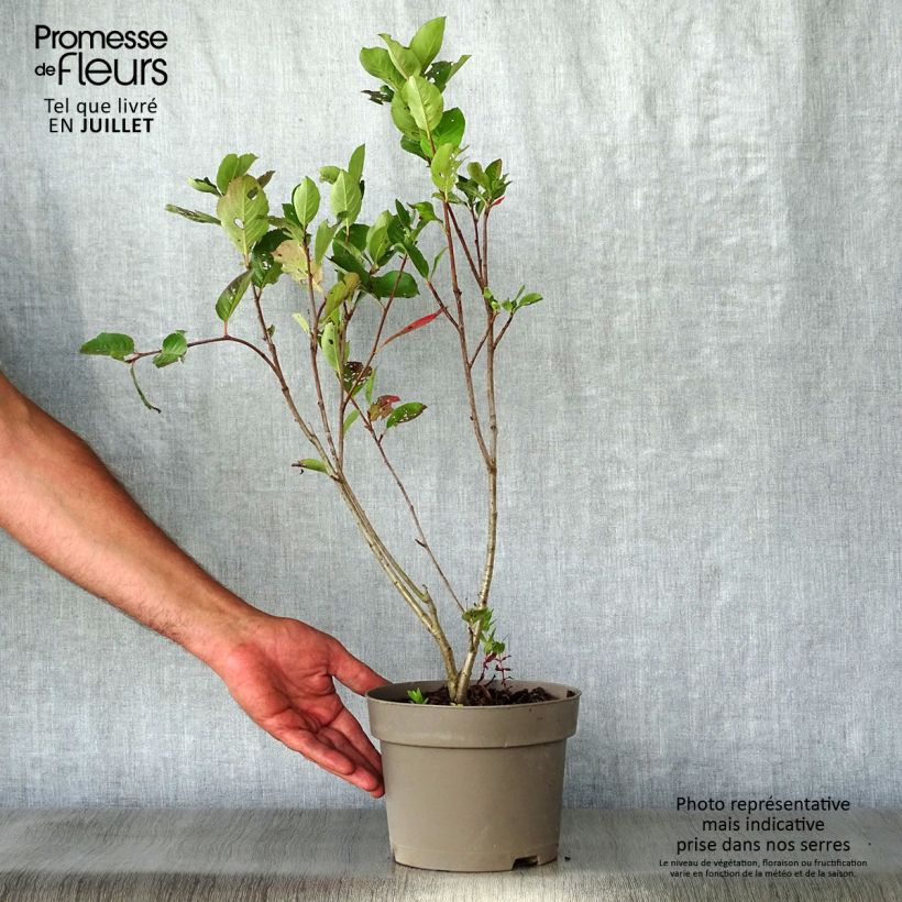 Spécimen de Aronia prunifolia Nero - Aronie à gros fruits. Pot de 1,5L/2L tel que livré en été