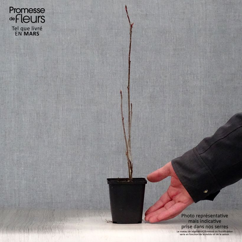 Spécimen de Aronia prunifolia Viking en godet de 7/8 cm tel que livré au printemps