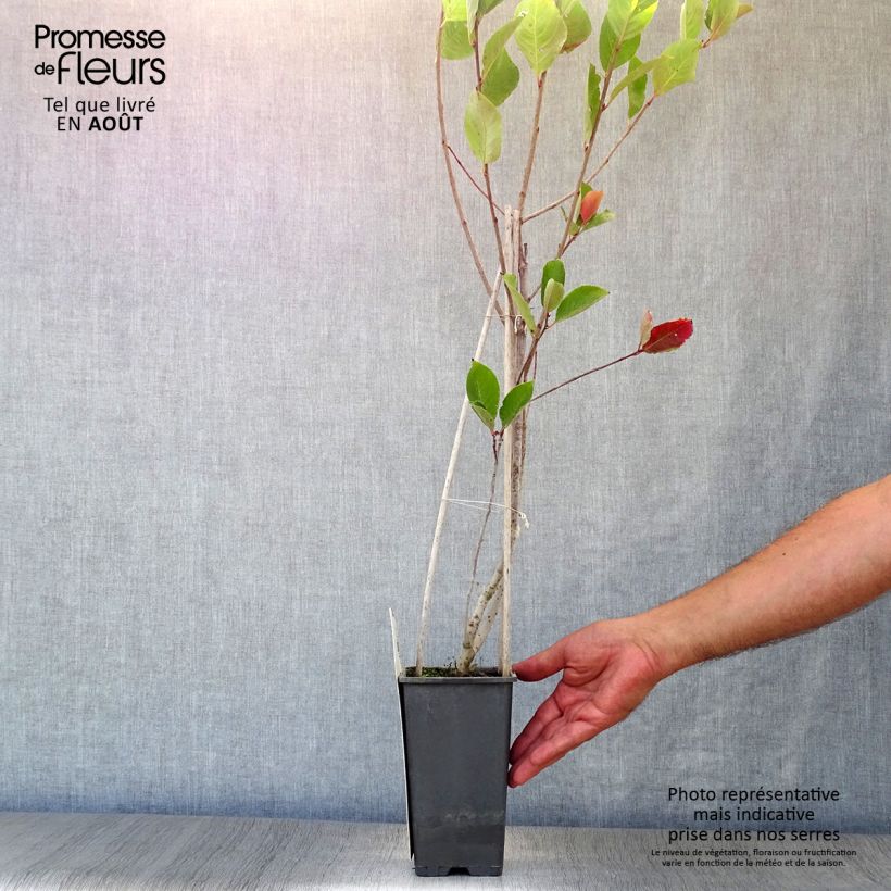 Spécimen de Aronia prunifolia Viking Pot de 1,5L/2L tel que livré en été