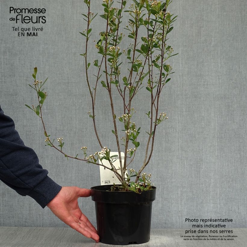Spécimen de Aronia melanocarpa Hugin - Aronie à fruits noirs Pot de 2L/3LHauteur livrée env. 40/50cm tel que livré au printemps