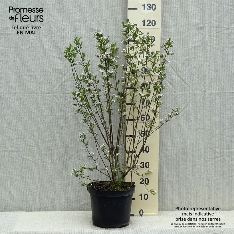 Spécimen de Aronia melanocarpa Hugin - Aronie à fruits noirs Pot de 7,5L/10LHauteur livrée env. 70+cm tel que livré au printemps