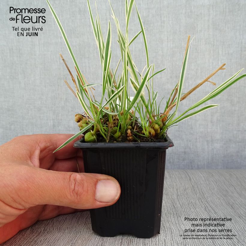 Spécimen de Arrhenatherum bulbosum Variegatum Godet de 8/9 cm tel que livré en été