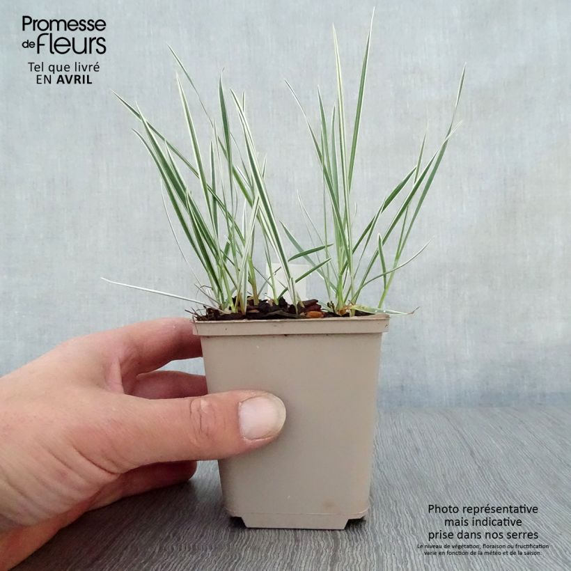 Spécimen de Arrhenatherum bulbosum Variegatum Godet de 9cm tel que livré au printemps