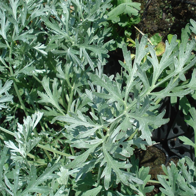 Grande Absinthe - Artemisia absinthium Lambrook Silver (Feuillage)