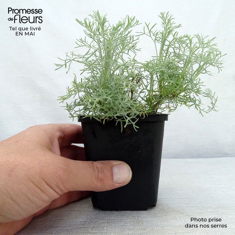 Spécimen de Artemisia alba Canescens - Armoise argentée Godet de 8/9 cm tel que livré au printemps