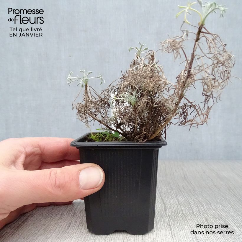 Spécimen de Artemisia Canescens - Armoise argentée tel que livré en hiver