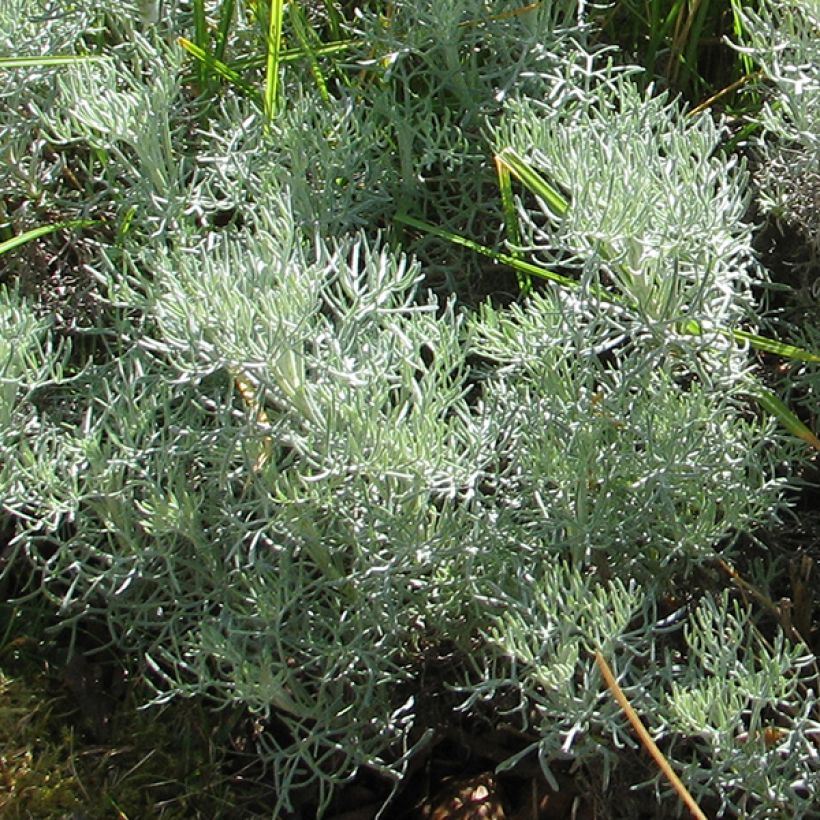 Artemisia alba Canescens - Armoise argentée (Feuillage)
