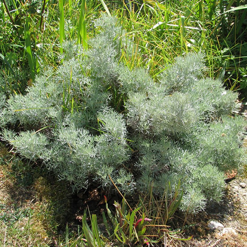 Artemisia alba Canescens - Armoise argentée (Port)