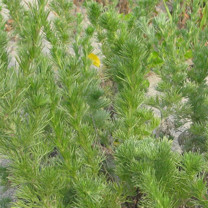 Armoise, Artemisia capillaris (Feuillage)