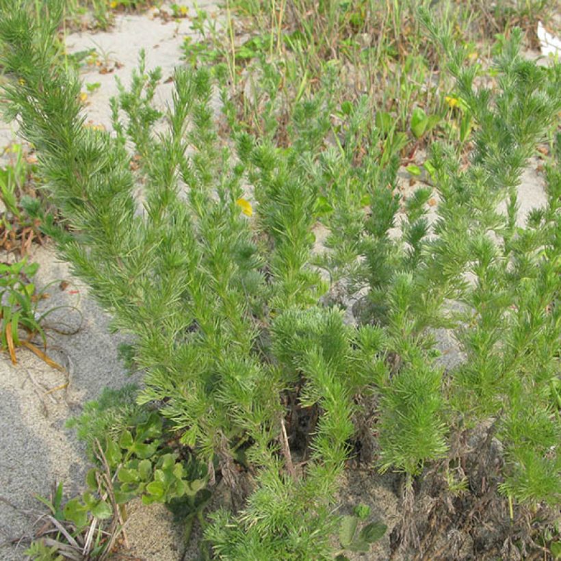 Armoise, Artemisia capillaris (Port)