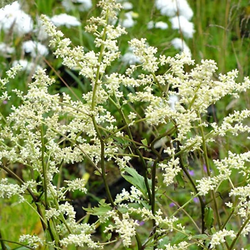 Armoise chinoise Jim Russel - Artemisia lactiflora (Floraison)