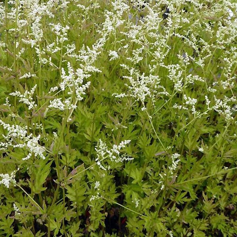 Armoise chinoise Jim Russel - Artemisia lactiflora (Port)