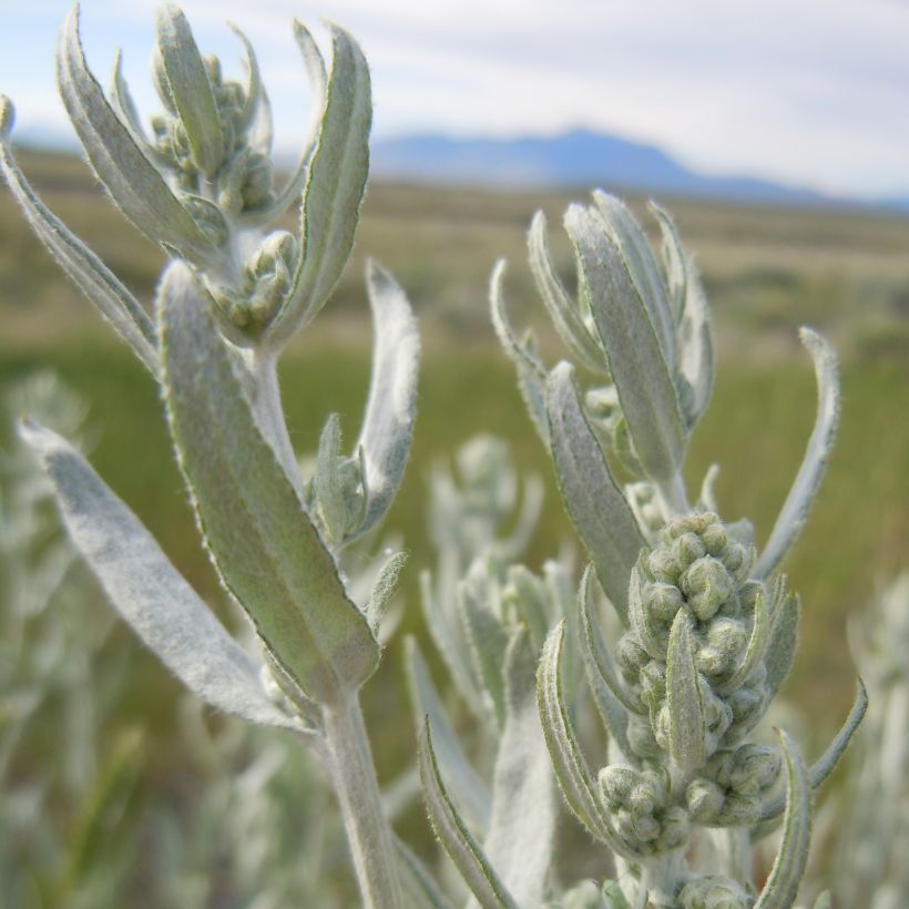 Armoise, Artemisia ludoviciana ssp. latiloba (Feuillage)