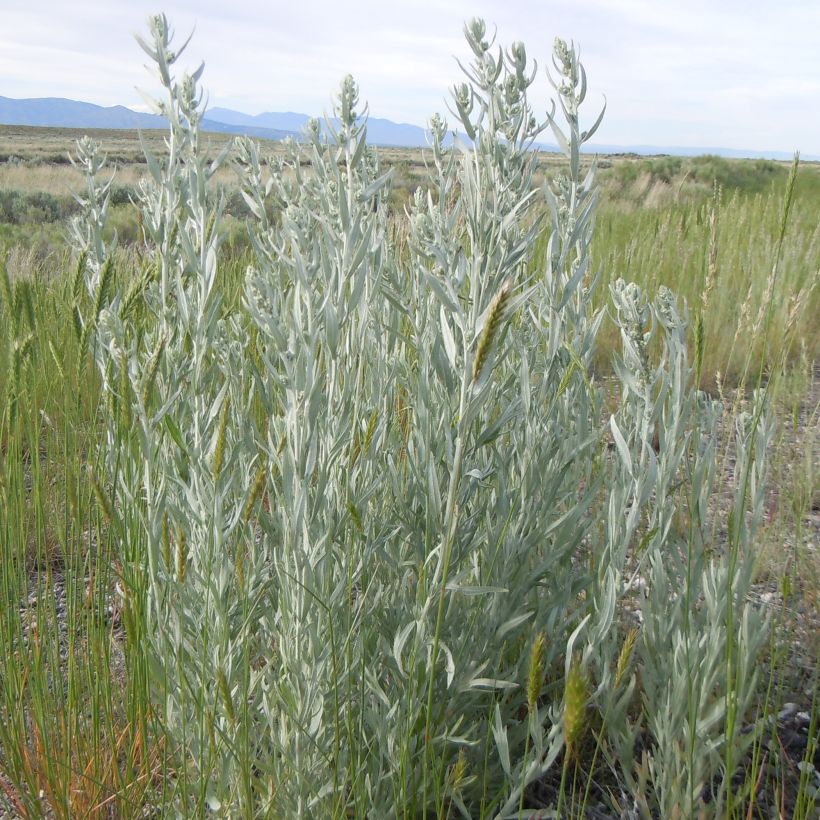 Armoise, Artemisia ludoviciana ssp. latiloba (Port)