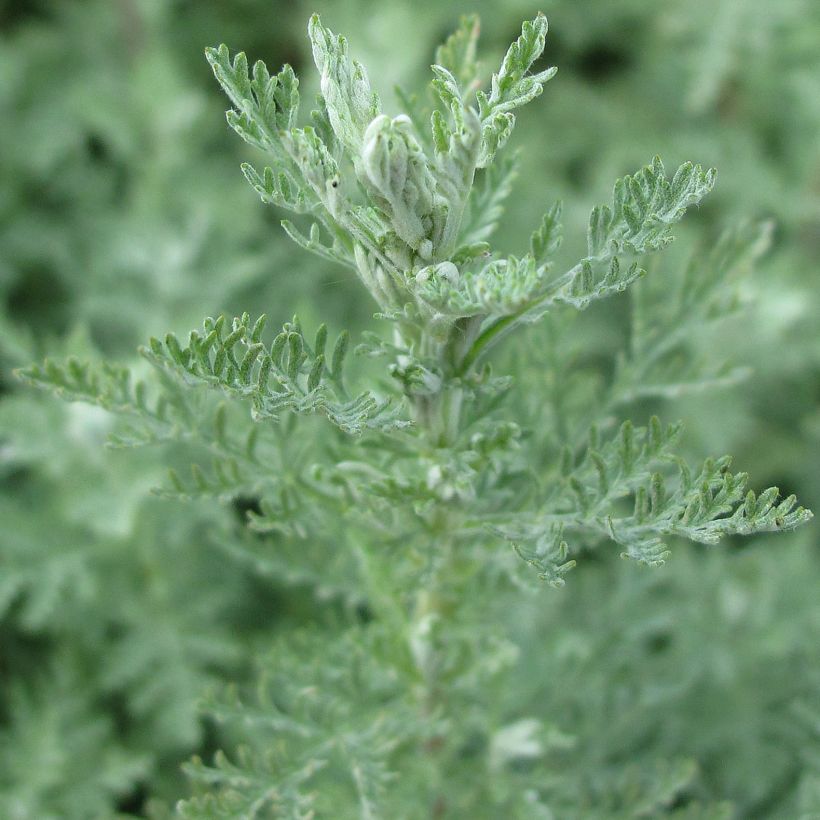Armoise, Artemisia pontica (Feuillage)