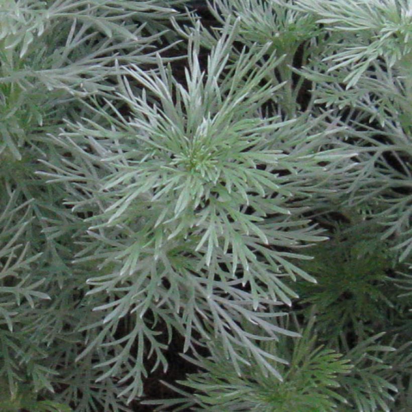 Armoise - Artemisia schmidtiana Nana (Feuillage)